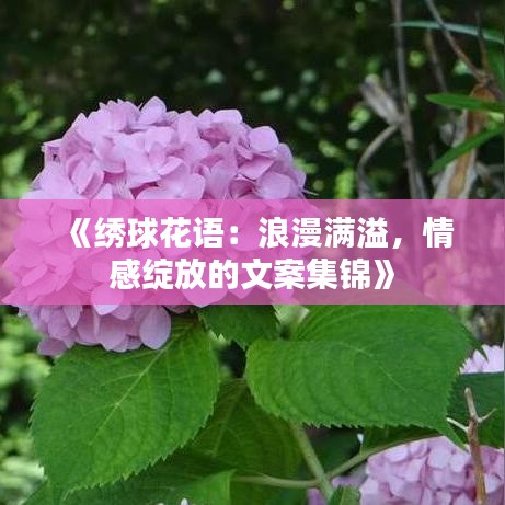 《绣球花语：浪漫满溢，情感绽放的文案集锦》