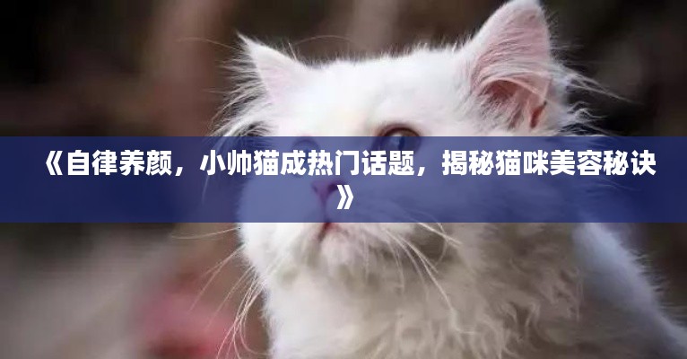 《自律养颜，小帅猫成热门话题，揭秘猫咪美容秘诀》