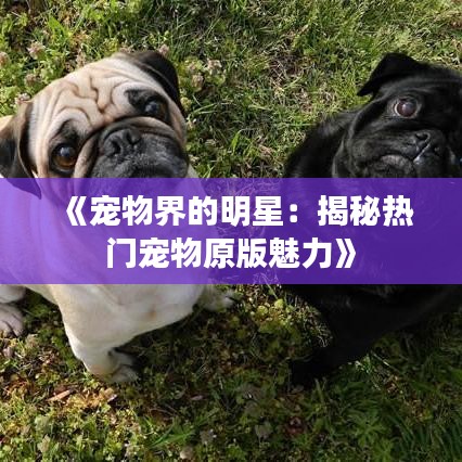 《宠物界的明星：揭秘热门宠物原版魅力》