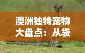 澳洲独特宠物大盘点：从袋鼠到考拉，哪些萌物受热捧？