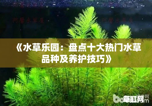 龙飞凤舞 第3页