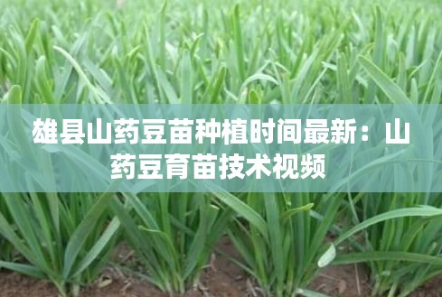 雄县山药豆苗种植时间最新：山药豆育苗技术视频 