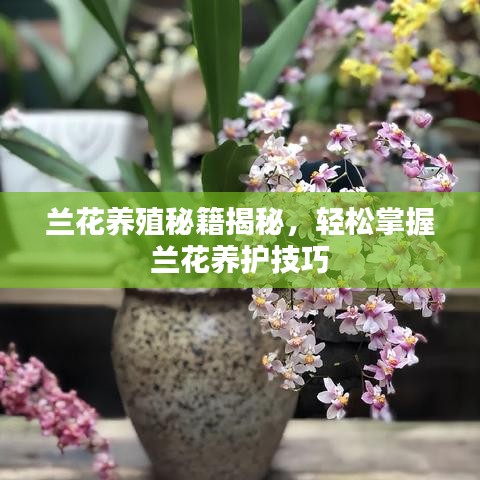 蛙鸣鼓吹 第2页