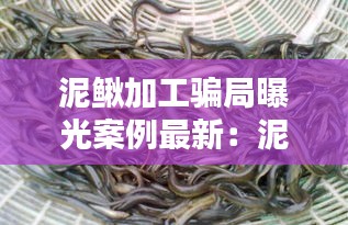 泥鳅加工骗局曝光案例最新：泥鳅加工制作视频? 
