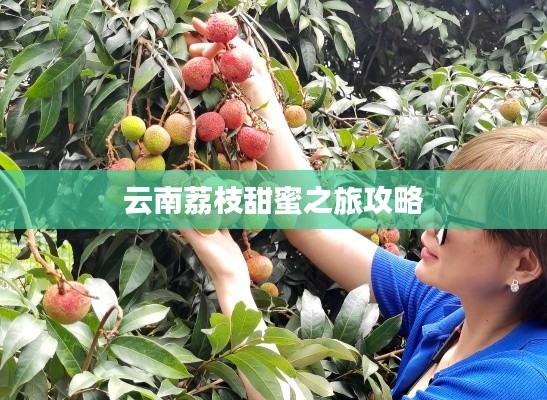 云南荔枝甜蜜之旅攻略