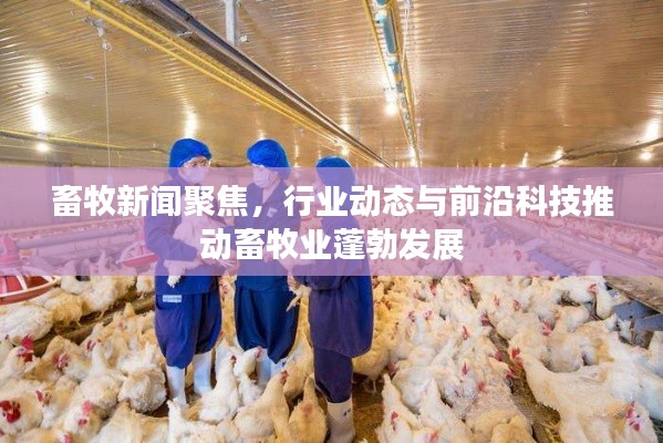 畜牧新闻聚焦，行业动态与前沿科技推动畜牧业蓬勃发展