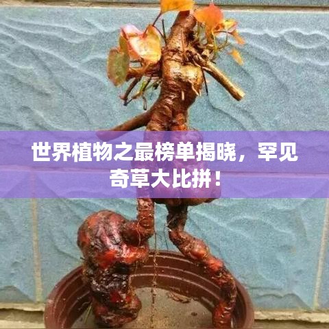 贵而贱目 第2页