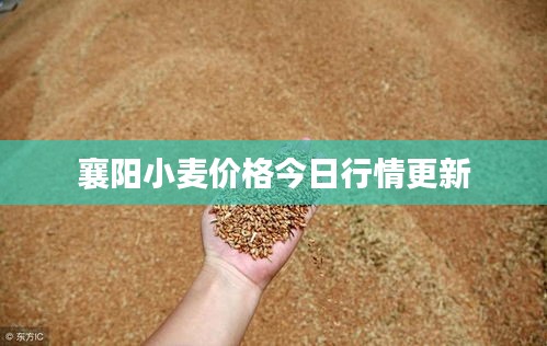 襄阳小麦价格今日行情更新
