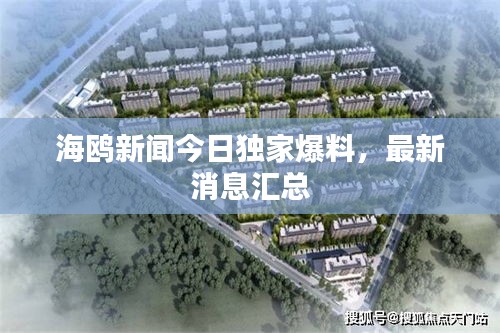 海鸥新闻今日独家爆料，最新消息汇总