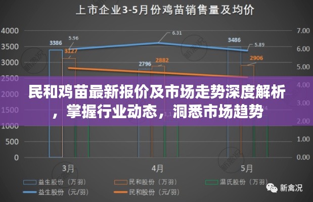 民和鸡苗最新报价及市场走势深度解析，掌握行业动态，洞悉市场趋势