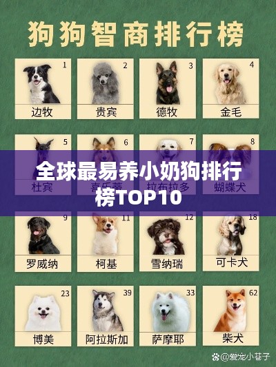 全球最易养小奶狗排行榜TOP10