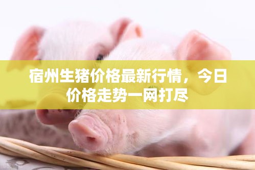 宿州生猪价格最新行情，今日价格走势一网打尽