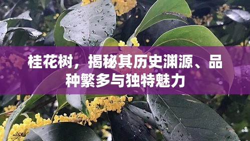 桂花树，揭秘其历史渊源、品种繁多与独特魅力