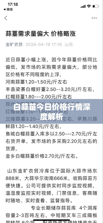 白蒜苗今日价格行情深度解析