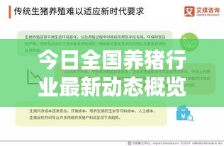 今日全国养猪行业最新动态概览