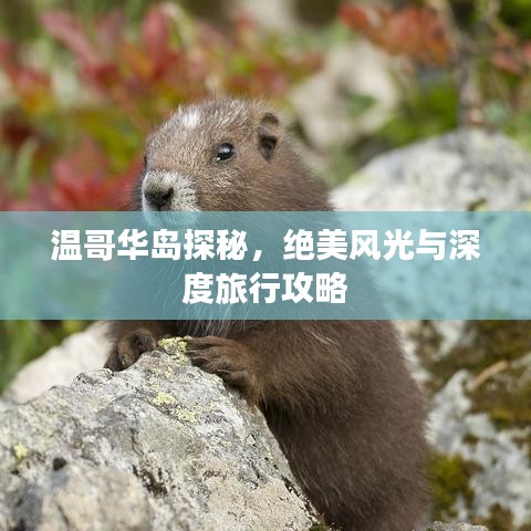 温哥华岛探秘，绝美风光与深度旅行攻略
