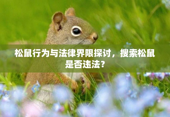 松鼠行为与法律界限探讨，搜索松鼠是否违法？