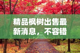精品枫树出售最新消息，不容错过！