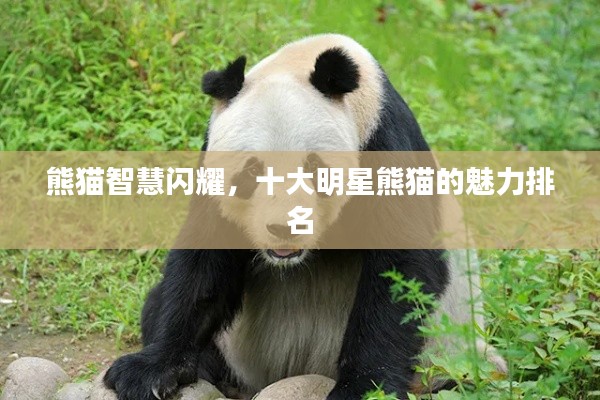 熊猫智慧闪耀，十大明星熊猫的魅力排名