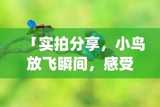 「实拍分享，小鸟放飞瞬间，感受自然的魅力——百度图片精选之旅」