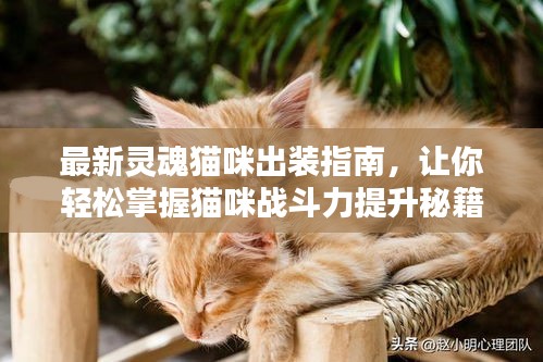 最新灵魂猫咪出装指南，让你轻松掌握猫咪战斗力提升秘籍！