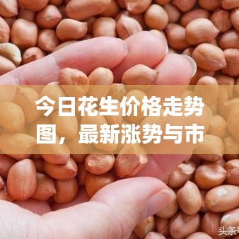 今日花生价格走势图，最新涨势与市场深度解析