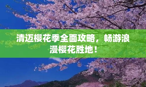 清迈樱花季全面攻略，畅游浪漫樱花胜地！