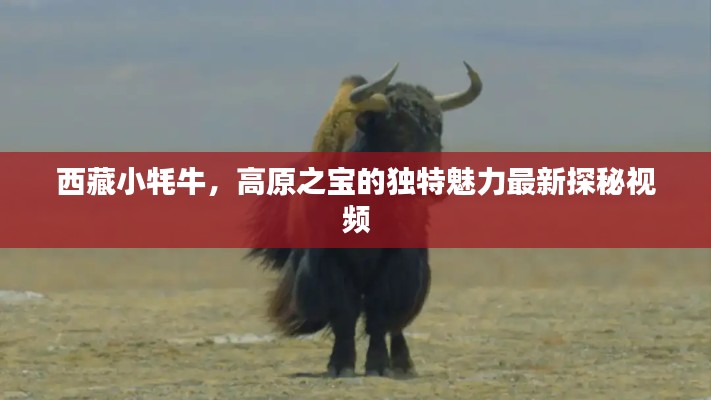 西藏小牦牛，高原之宝的独特魅力最新探秘视频