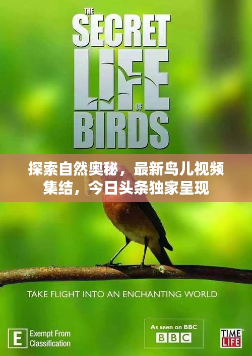 探索自然奥秘，最新鸟儿视频集结，今日头条独家呈现