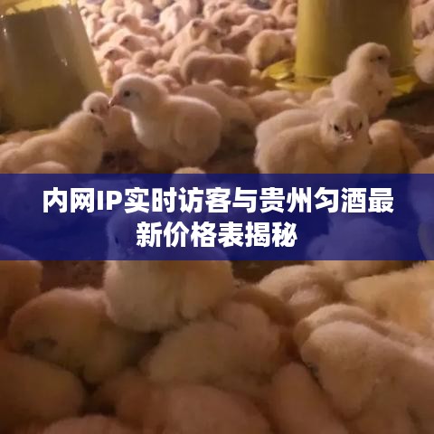 内网IP实时访客与贵州匀酒最新价格表揭秘
