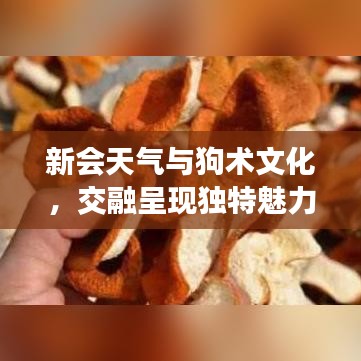 新会天气与狗术文化，交融呈现独特魅力