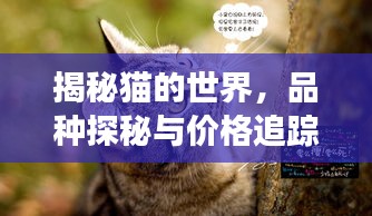 揭秘猫的世界，品种探秘与价格追踪，开启一场与喵星的奇妙旅程！