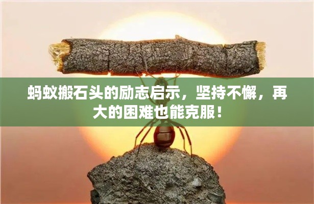 蚂蚁搬石头的励志启示，坚持不懈，再大的困难也能克服！