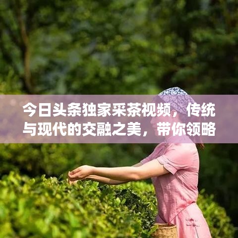 今日头条独家采茶视频，传统与现代的交融之美，带你领略茶文化魅力