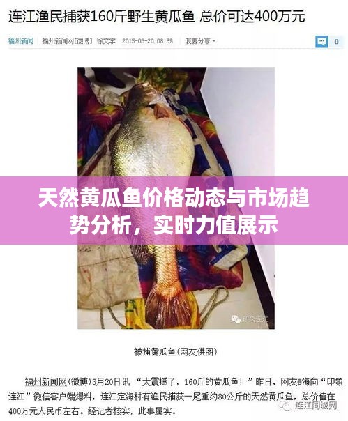 天然黄瓜鱼价格动态与市场趋势分析，实时力值展示