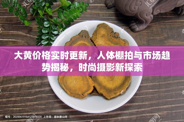 大黄价格实时更新，人体棚拍与市场趋势揭秘，时尚摄影新探索