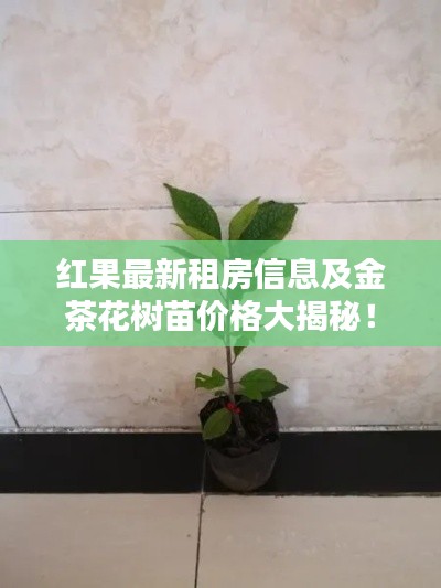 红果最新租房信息及金茶花树苗价格大揭秘！