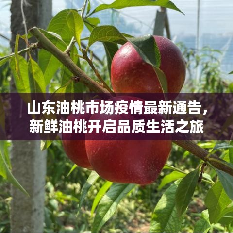 山东油桃市场疫情最新通告，新鲜油桃开启品质生活之旅