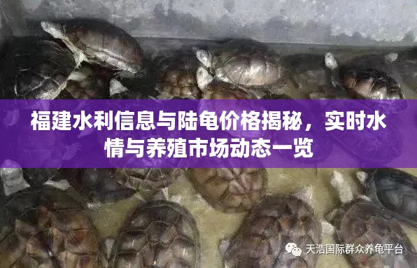 福建水利信息与陆龟价格揭秘，实时水情与养殖市场动态一览