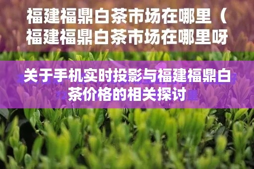 关于手机实时投影与福建福鼎白茶价格的相关探讨