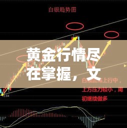 黄金行情尽在掌握，文昌鸡价格实时更新动态