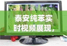 泰安纯苯实时视频展现，最新价格动态