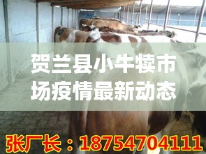 贺兰县小牛犊市场疫情最新动态与牛犊价格观察
