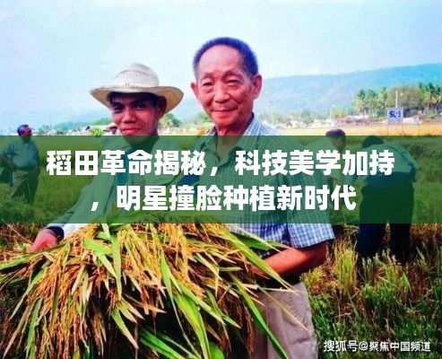 稻田革命揭秘，科技美学加持，明星撞脸种植新时代