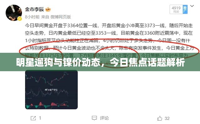 明星遛狗与镍价动态，今日焦点话题解析