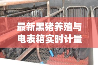 最新黑猪养殖与电表箱实时计量解读