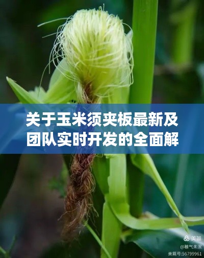 关于玉米须夹板最新及团队实时开发的全面解读