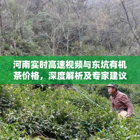 河南实时高速视频与东坑有机茶价格，深度解析及专家建议