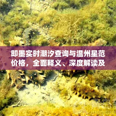 即墨实时潮汐查询与温州星范价格，全面释义、深度解读及风险预警