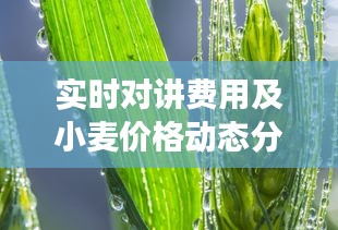 实时对讲费用及小麦价格动态分析,市场展望与最新动态
